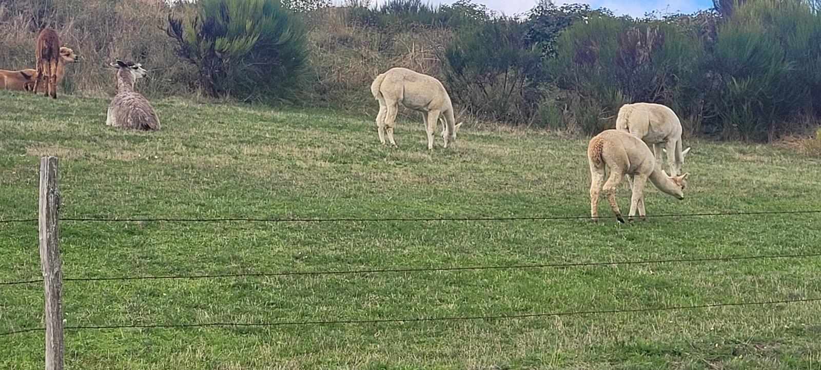 Absence de Joëlle et vacances scolaires