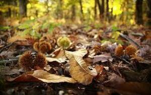 Randonnée St Jean du Pin Mercredi 6 novembre 2024