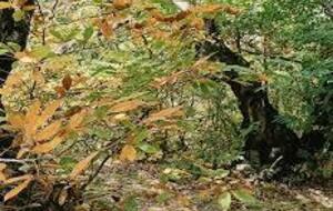 Rando mercredi 26 novembre la miellerie de Clairan